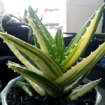 60722 不夜城錦 Aloe mitriformis varieg.