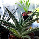 60092	千代田錦 Aloe variegata