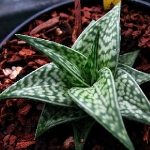 60370	千代田 Aloe variegata cv.