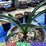 60797	黃花石蒜 Amarylllidaceae
