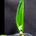 60430	牛唇百合 Lachenalia viridiflora