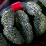 60617	(綠白紋)玉扇 H. truncata