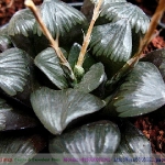 60368	(紫羅蘭)Violet Haworthia springbokvlakensis
