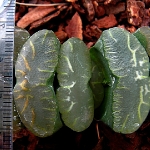 60890	玉扇 (金線粉色膚) Haworthia truncata